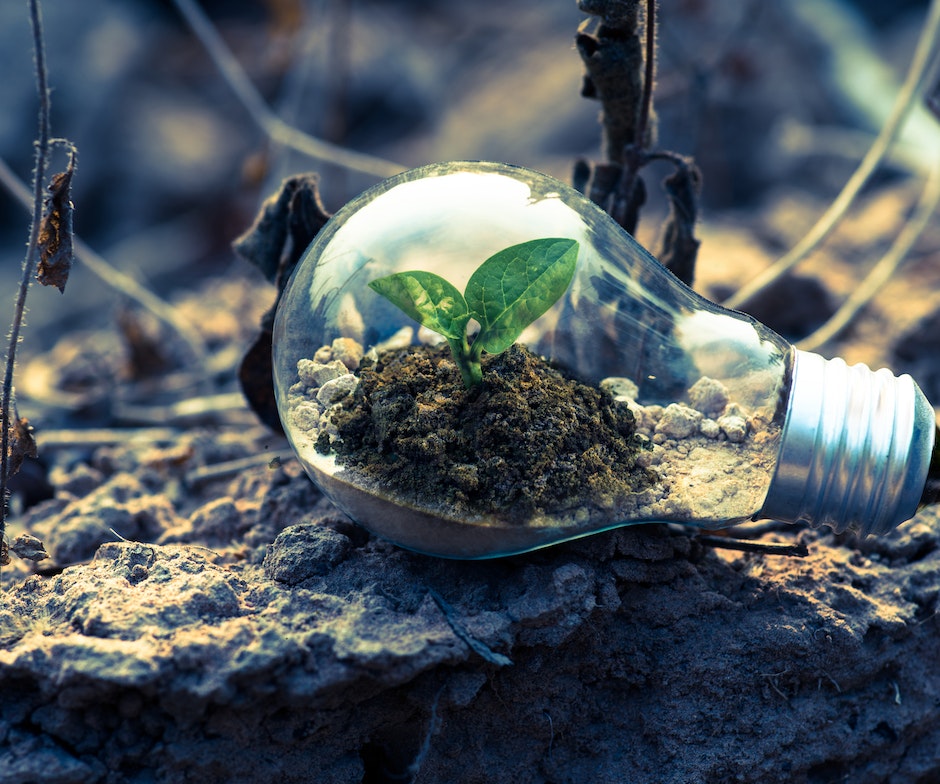 plant and dirt inside a lightbulb